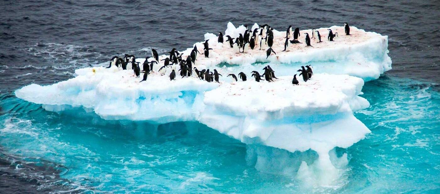 Pingviinid jääpangal